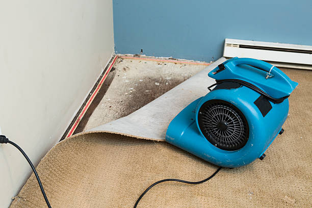 Best Professional water damage repair  in Owensville, IN